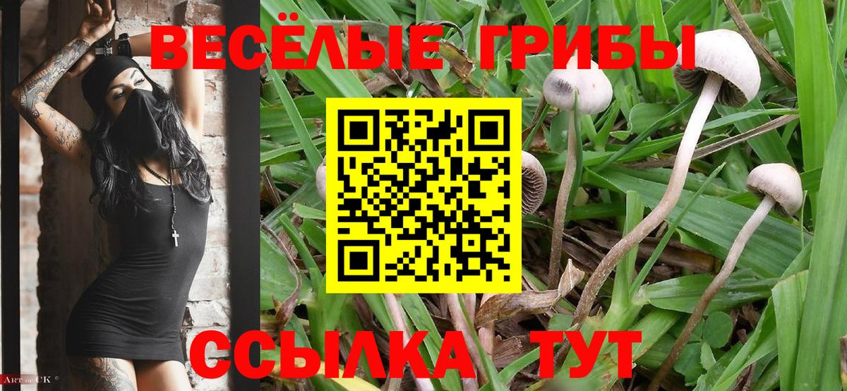 Кировск  Псилоцибиновые грибы GOLDEN TEACHER  Псилоцибиновые грибы мухоморы  Вход с VPN 